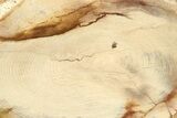 Polished Petrified Wood Round - Sweet Home, Oregon #282943-1
